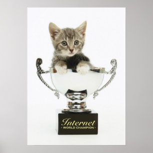 Kattunge i en trofé poster