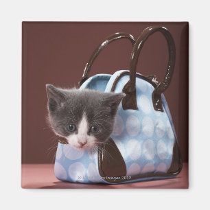 Kattunge i handväska magnet