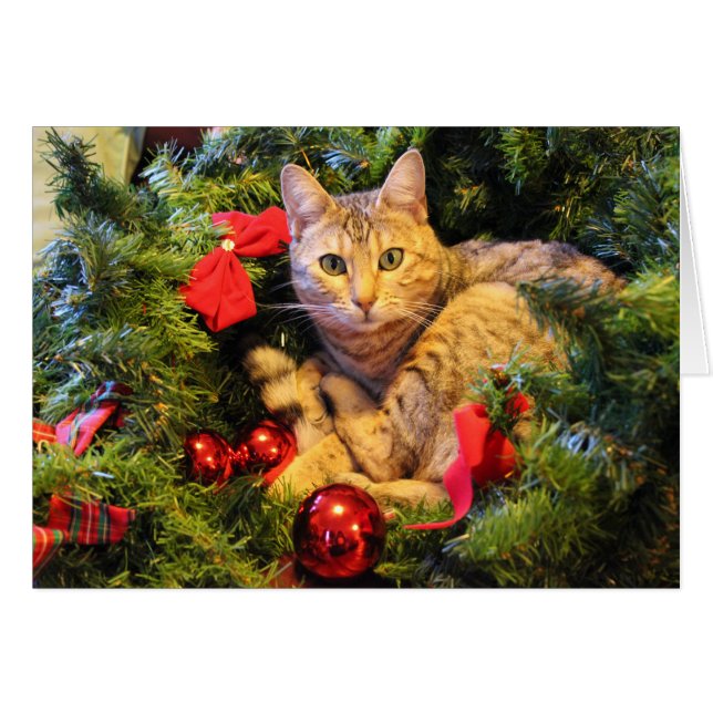 KATTUNGE i JULGRAN Hälsningskort (Framsidan Horizontal)