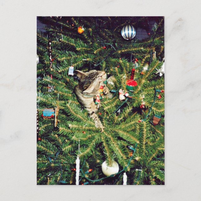 Kattunge i julgranen helg vykort (Framsida)