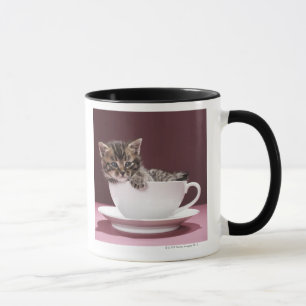 Kattunge i kopp och saucer