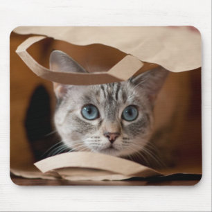 Kattunge i matkasse musmatta