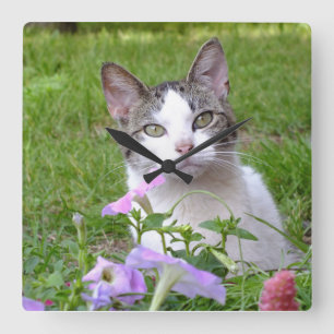 Kattunge i muren i Petunias Fyrkantig Klocka