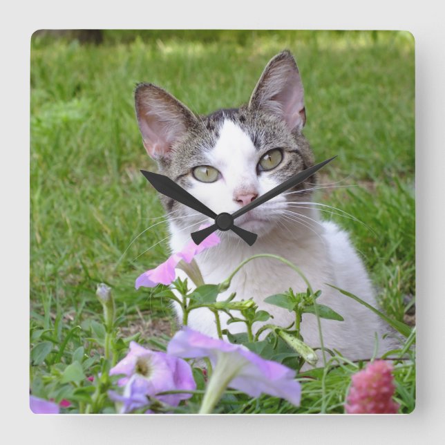 Kattunge i muren i Petunias Fyrkantig Klocka (Framsida)