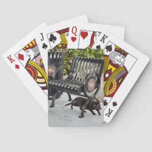 Kattunge i parken casinokort