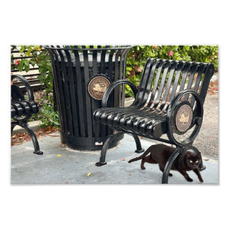 Kattunge i parken fototryck