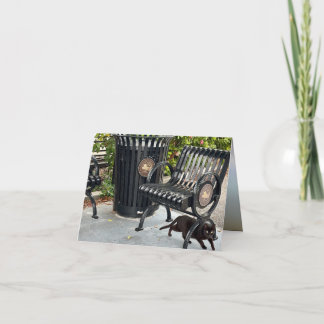 Kattunge i parken kort