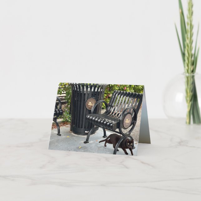 Kattunge i parken kort (Framsida)