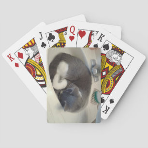 Kattunge i sjunka casinokort