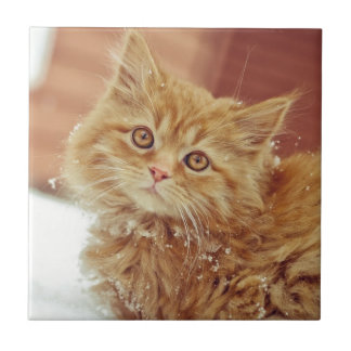 Kattunge i snö kakelplatta