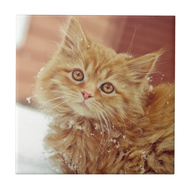 Kattunge i snö kakelplatta (Framsidan)