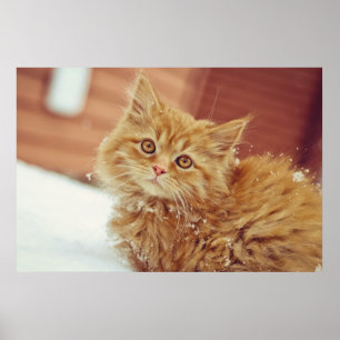 Kattunge i snö poster