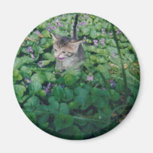 Kattunge i Violetsmagnet Magnet