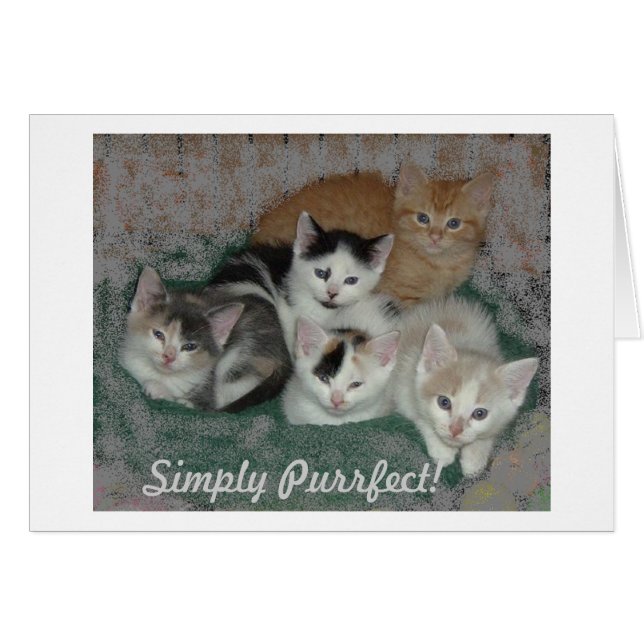 Kattunge Kärlek Hälsningskort (Framsidan Horizontal)