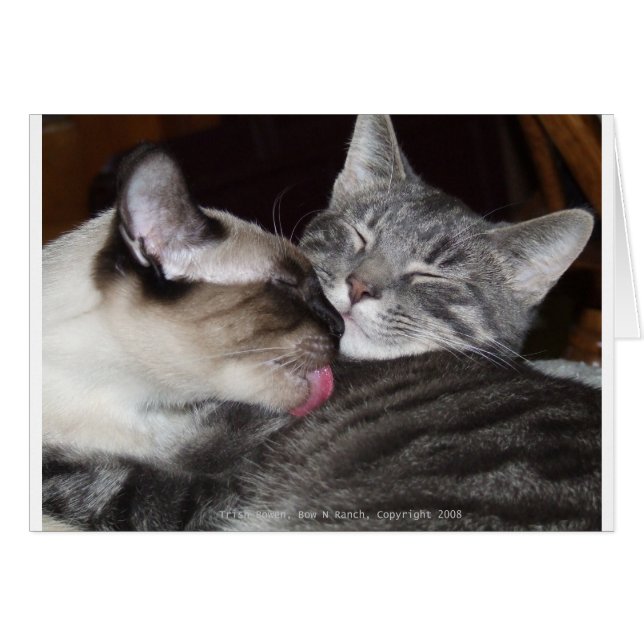 Kattunge Kärlek Hälsningskort (Framsidan Horizontal)