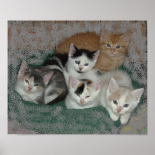 Kattunge Kärlek Poster