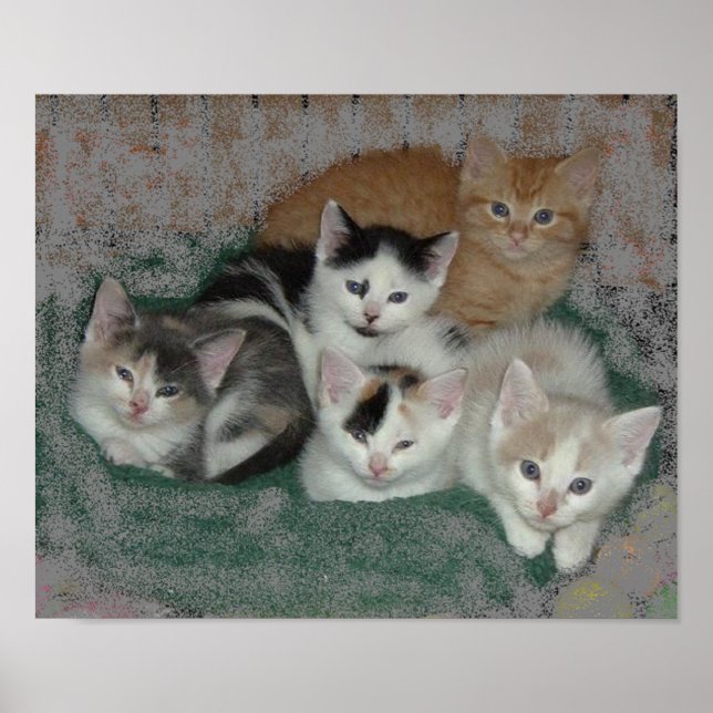 Kattunge Kärlek Poster (Framsidan)