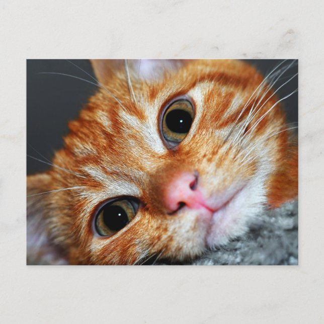 Kattunge Kat Vykort (Framsida)