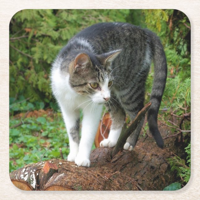 Kattunge - Katt - DryckeUnderlägg Underlägg Papper Kvadrat (Framsidan)