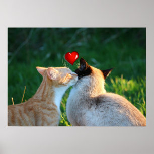 kattunge kiss poster