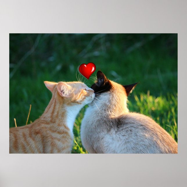 kattunge kiss poster (Framsidan)