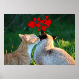 Kattunge kiss poster