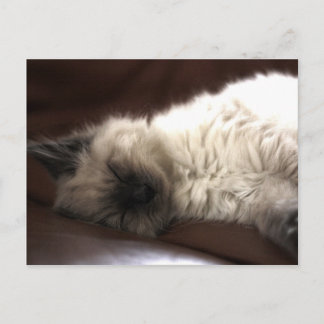 Kattunge/Kitten Vykort