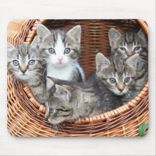 Kattunge Kittens i en Basket-mussla Musmatta