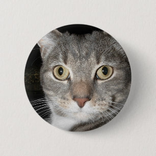 Kattunge knäppas knapp