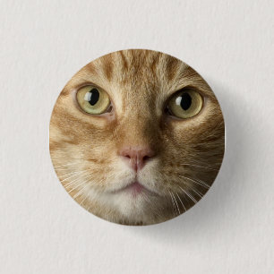 Kattunge knäppas knapp