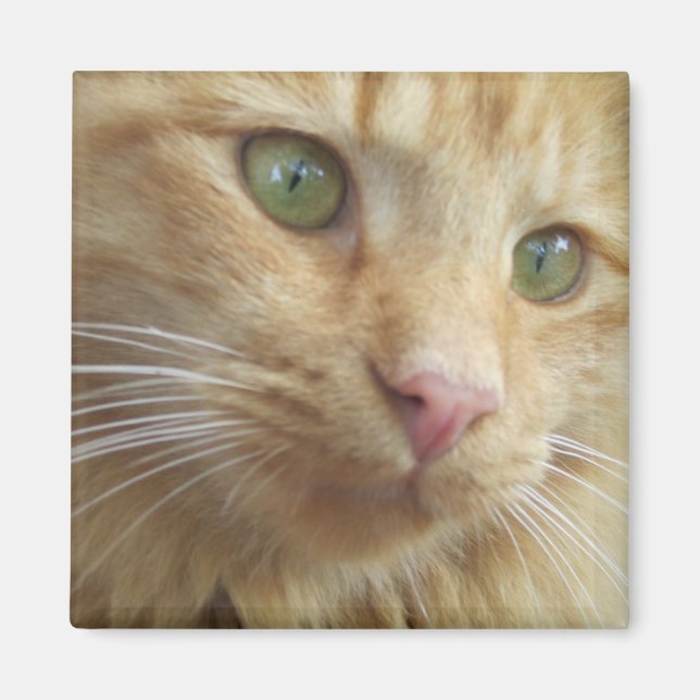 Kattunge Koi Magnet (Framsidan)