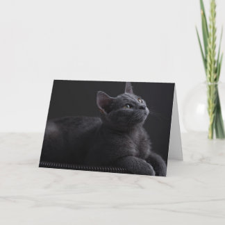 Kattunge Kort