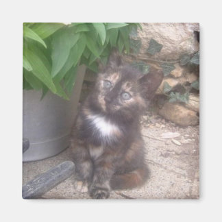 Kattunge-kylskåp Magnet