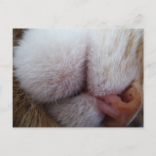 Kattunge Läppar och Nose Extreme Close Up Vykort