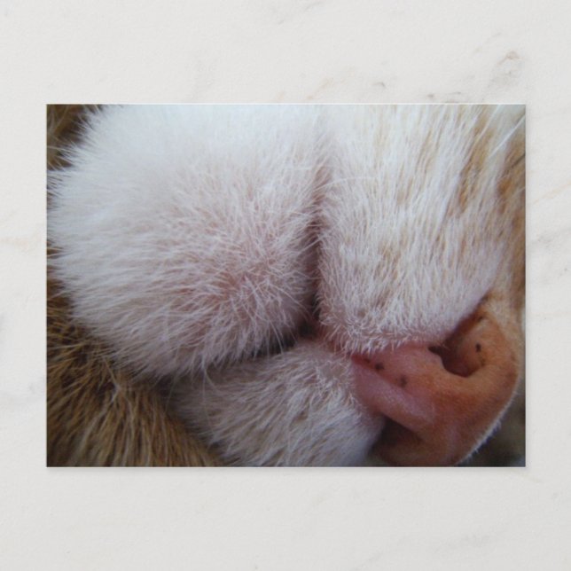 Kattunge Läppar och Nose Extreme Close Up Vykort (Framsida)