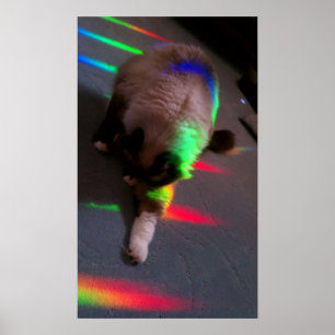 Kattunge = ljus och Kärlek Poster