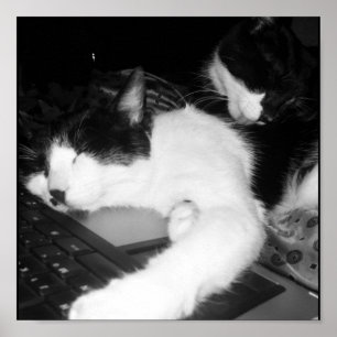 Kattunge Lovings… Poster