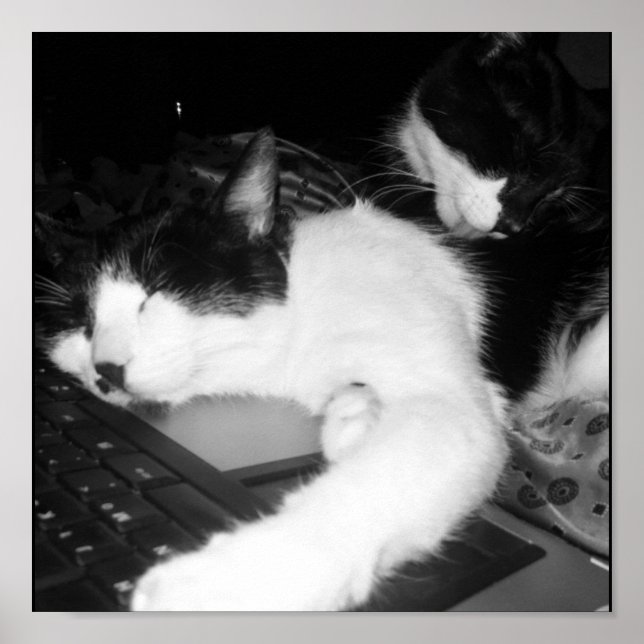 Kattunge Lovings.. Poster (Framsidan)