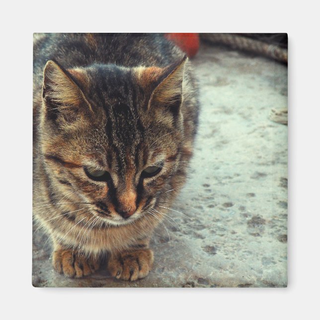 Kattunge Magnet (Framsidan)