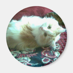 kattunge magnet