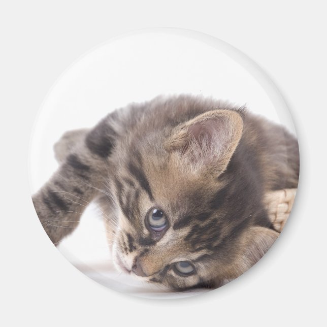 kattunge magnet (Framsidan)