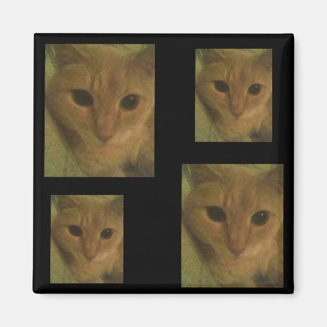 Kattunge Magnet (Framsidan)