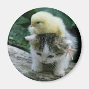 kattunge magnet