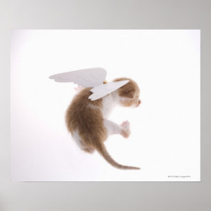 Kattunge med ängelvingar som fästas för att dra poster