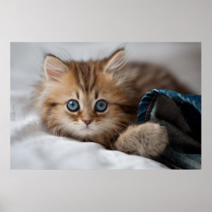 Kattunge med blåttögon poster