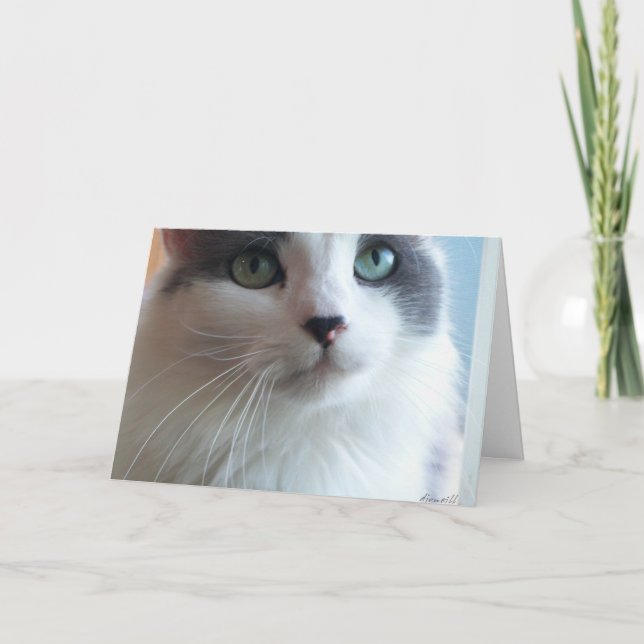 Kattunge med Ledsen Ögon Kort (Framsida)
