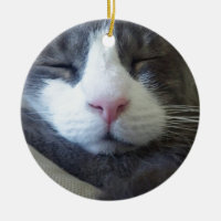 Kattunge med rosa sova för näsa
