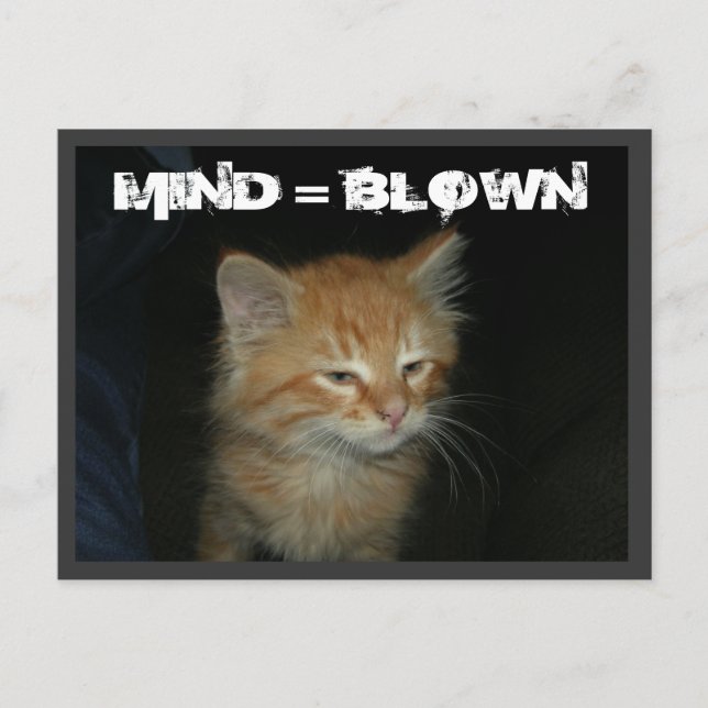 Kattunge "MIND = BLOWN"-vykort Vykort (Framsida)