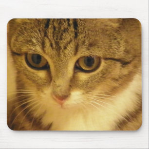 kattunge musmatta