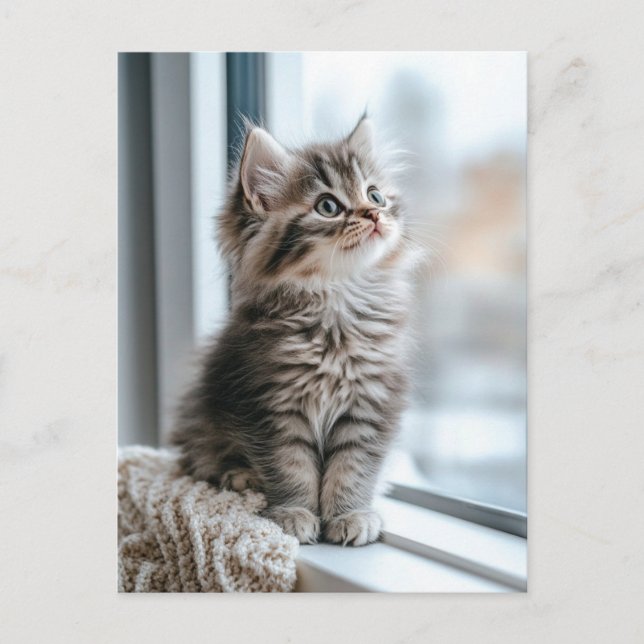 Kattunge nära fönstret helg vykort (Framsida)